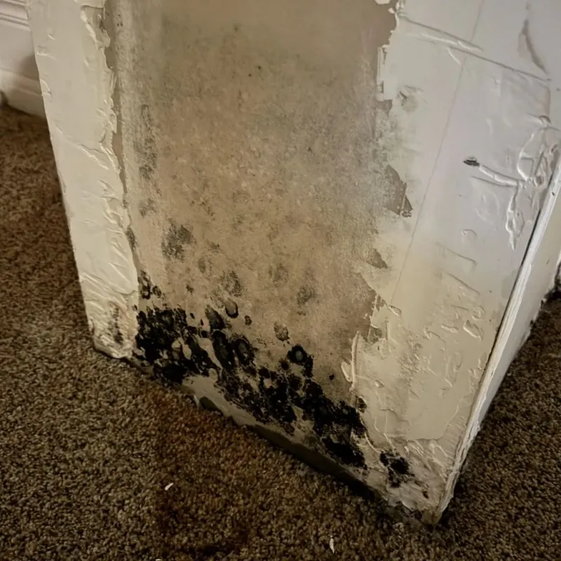 Professional Mold Removal in Brownsboro, TX